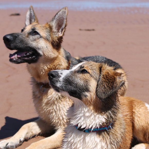 Meet your Posher, Dee - Picture 2 of 2